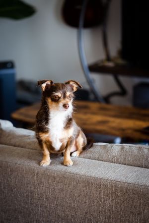 Pensive cute brown chihuahua mix on back of sofa looking away