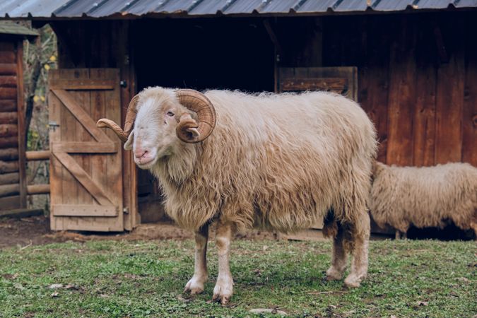 Fluffy sheep in yard of countryside
