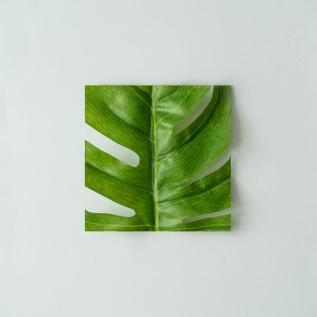 Cut out monstera leaf on pastel gray background