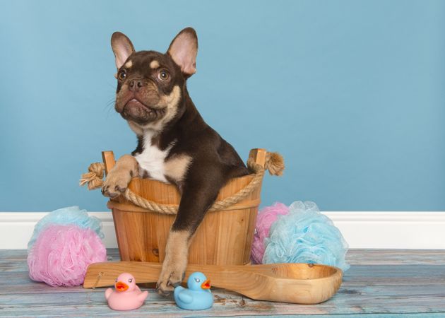 Cute french bulldog puppy in a wooden bathtub looking up with its paw over the edge in a bathroom setting