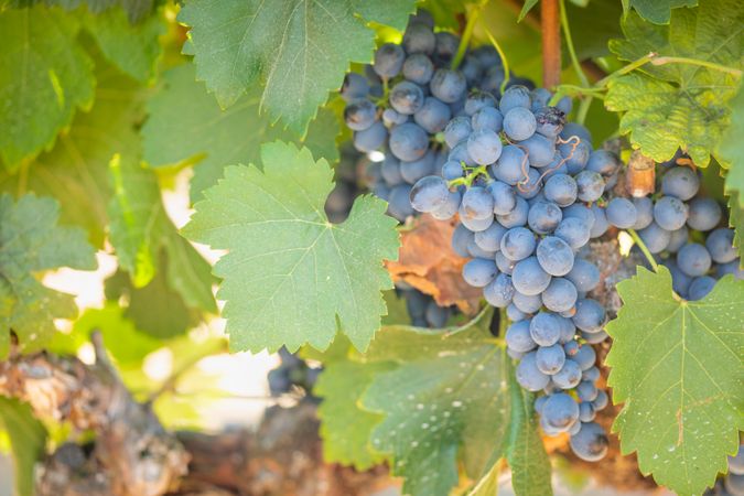 Vineyard with Lush, Ripe Wine Grapes on the Vine Ready for Harvest