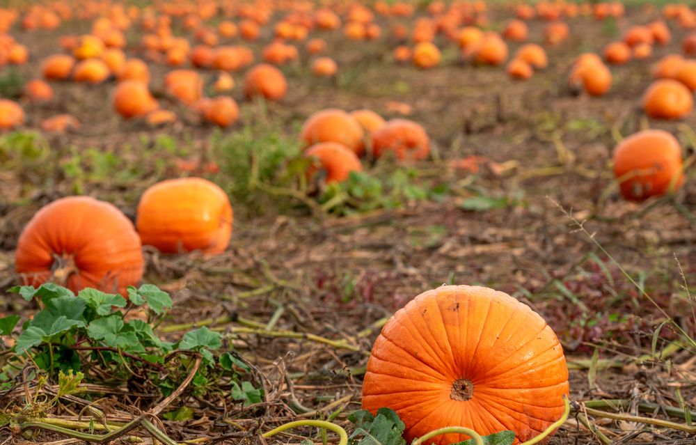 Pumpkins lying on the agricultural field in October, in Stuttgart, Germany