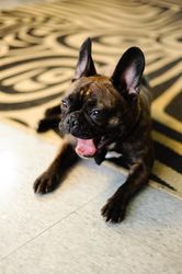 Adorable brindle French bulldog lying on floor yawning