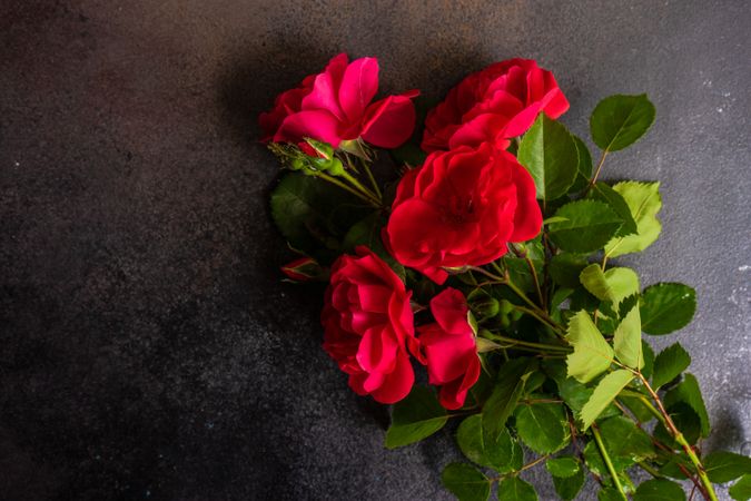 Bunch of red roses on dark counter
