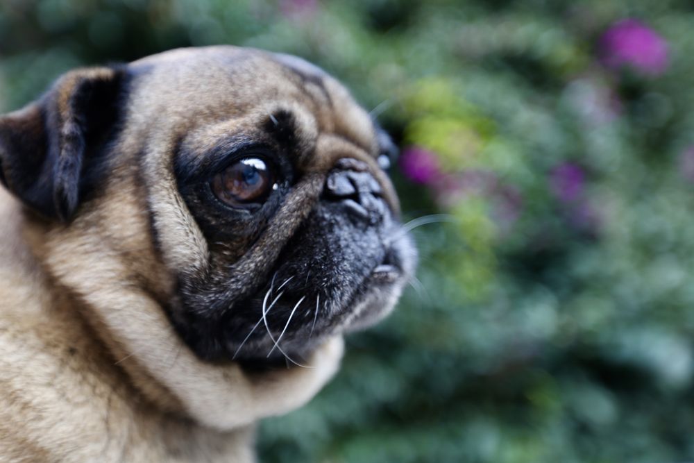Fawn pug in close up near bushes