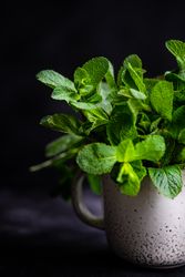 Lush green mint leaves in mug