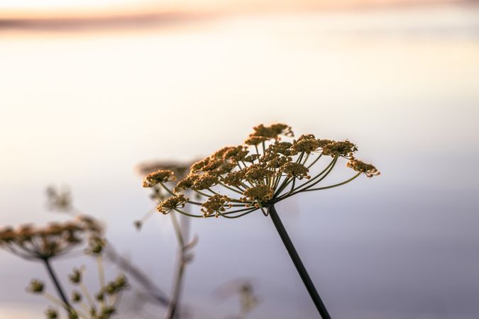 Close up of flowers in with sunny river in background