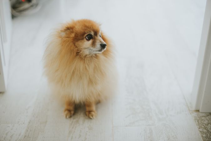 Funny dog sitting on floor