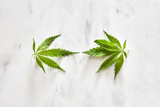 Two cannabis leaves on marble background