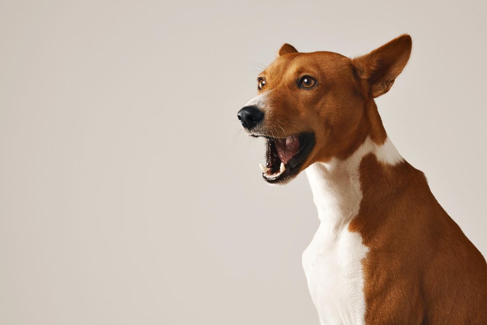 Portrait of dog barking