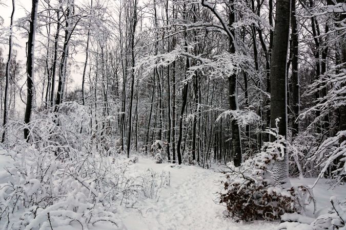 Winter forest with snowy trees