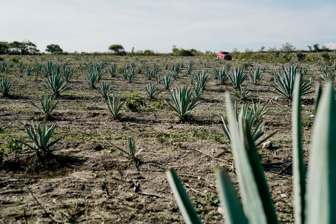 Agave growing at field on farm