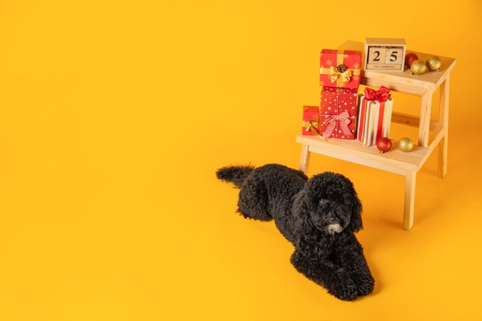 Concept of Merry Christmas, Christmas dog, space for text