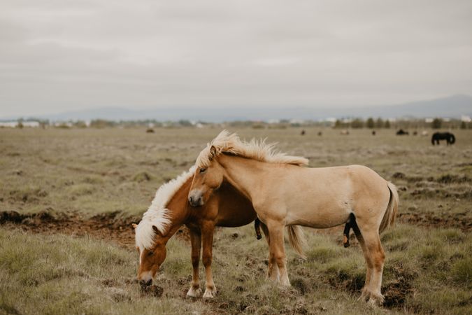 Horses grazing in dry field
