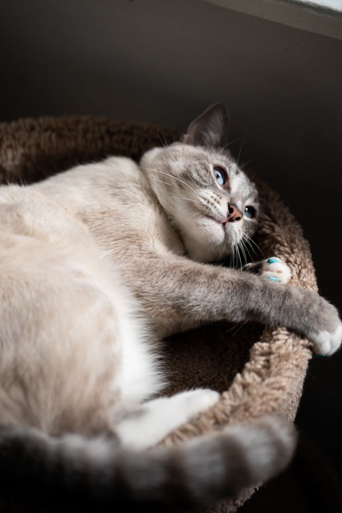 Cat with blue eyes laying on cat bed