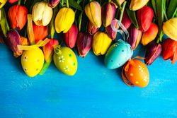 Flat lay of tulip flowers and pastel eggs on blue counter for spring