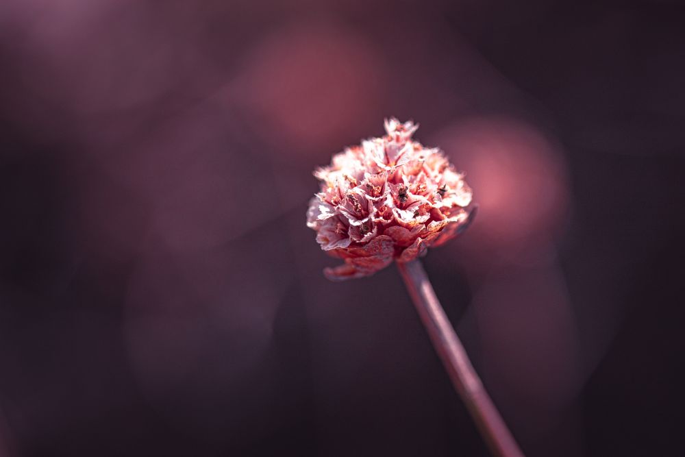 Side view of one small flower bud in the sun