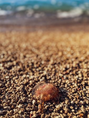 A beached jellyfish