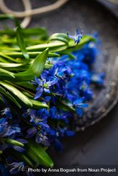 Spring table setting with close up of scilla siberica 4BaaW3