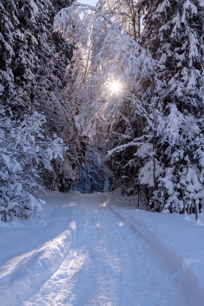 Sunny winter scenery with snow-covered trees and road