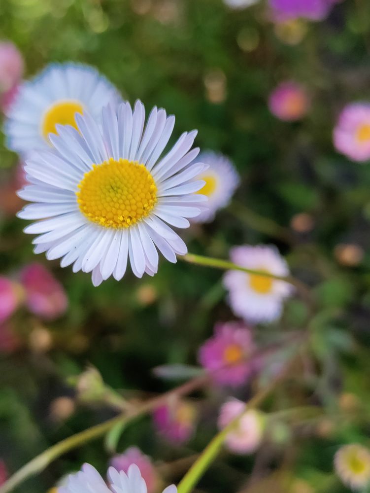 Daisy fleabane close up