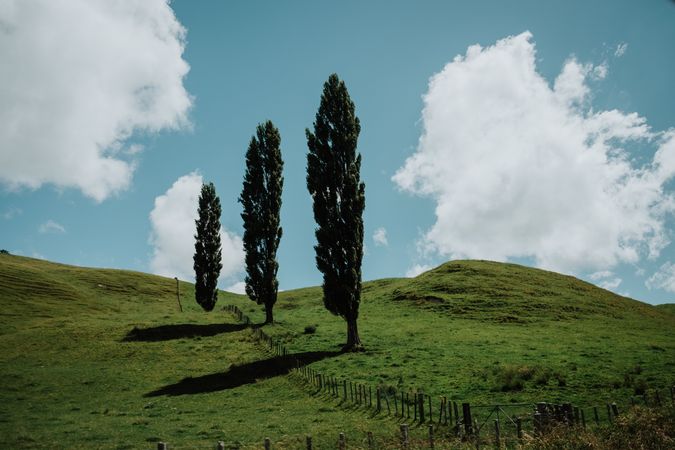 Trees on green hills in New Zealand