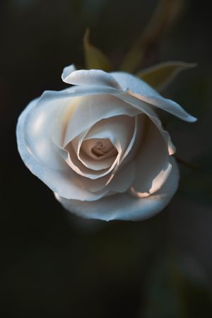 Light rose in close up in dark background