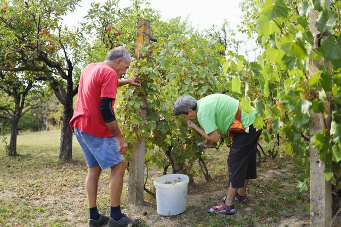 Mature Couple Harvesting Grapes Together in a Rustic Vineyard.