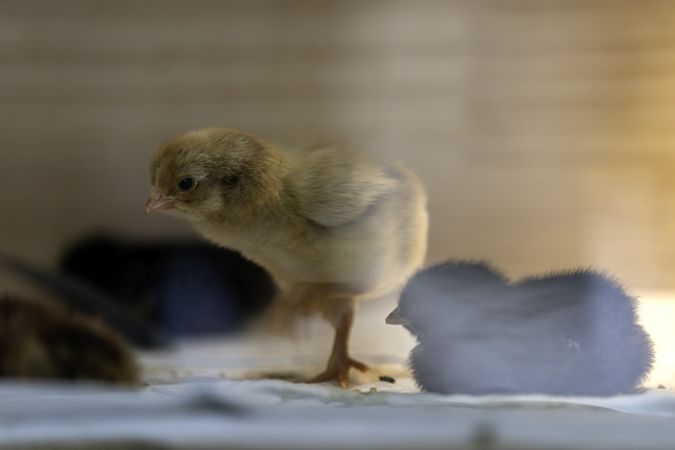 Baby chicks newly hatched in at Grand Rapids State Fair, MN