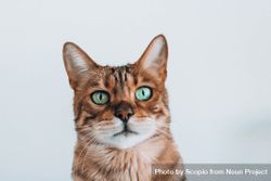 Portrait of tabby cat with green eyes 4Mvmxb