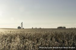 An icy wheat field 5kQB3b