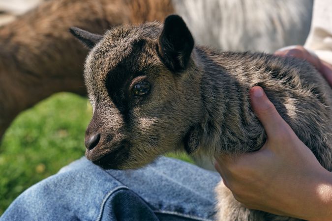 Crop person caressing dwarf goat in farmyard