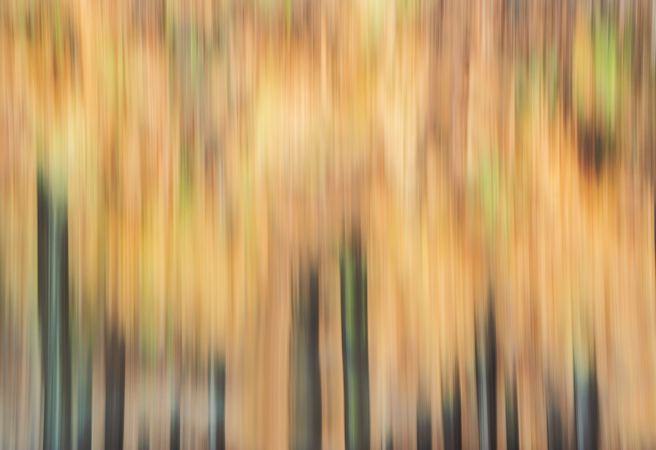 Blurred trees in forest