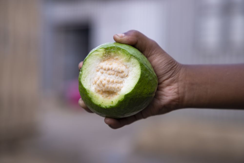 Hand-holding bite  of guava fruit with Shallow depth of field