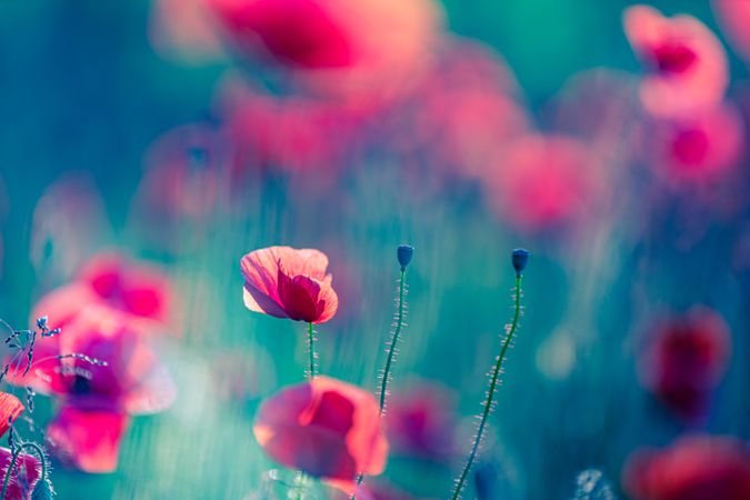 Close up of poppies and buds