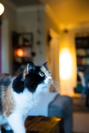 Calico cat looking at owner