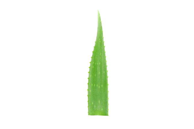 Aloe vera fresh leaf isolated on plain background. Treatment plant