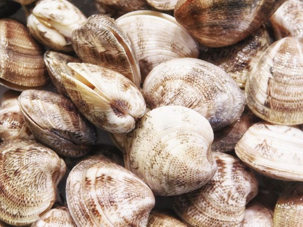 clam texture