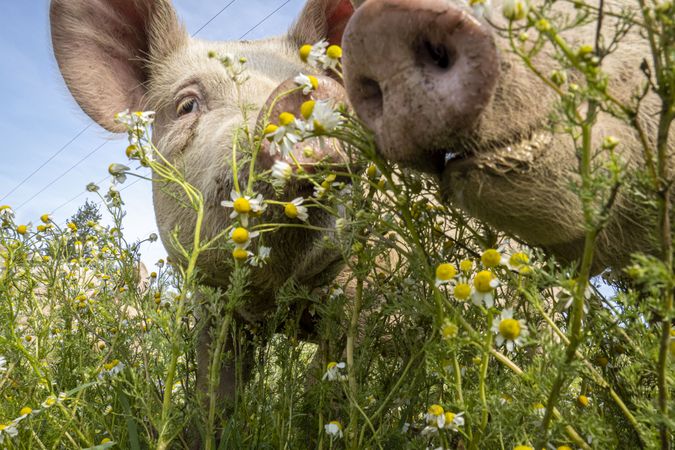 Copake, New York - May 19, 2022: Close up of pig munching on flowers