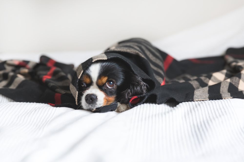 Cavalier spaniel wrapped in dark patterned blanket