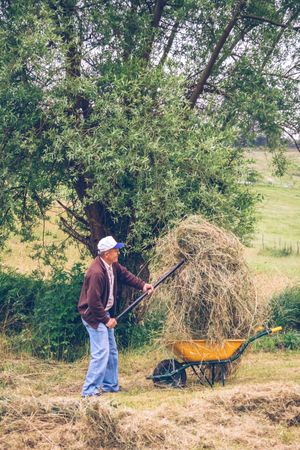 Mature man filling wheelbarrow of hay with pitchfork
