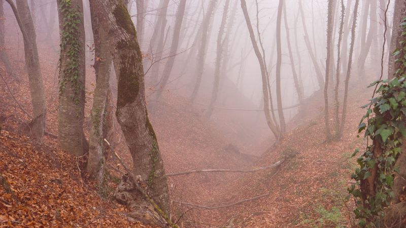 Moody autumnal  forest