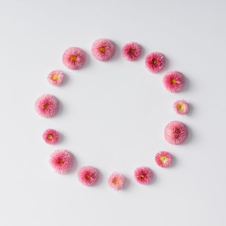 Circle of pink English daisy flowers on light background