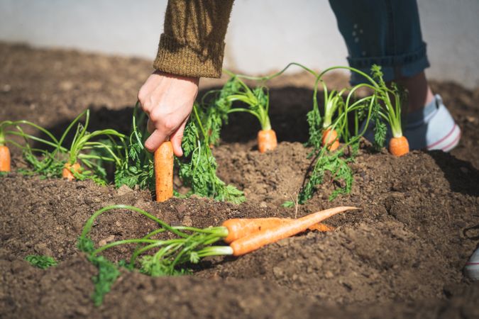 Crop woman harvesting carrot in garden