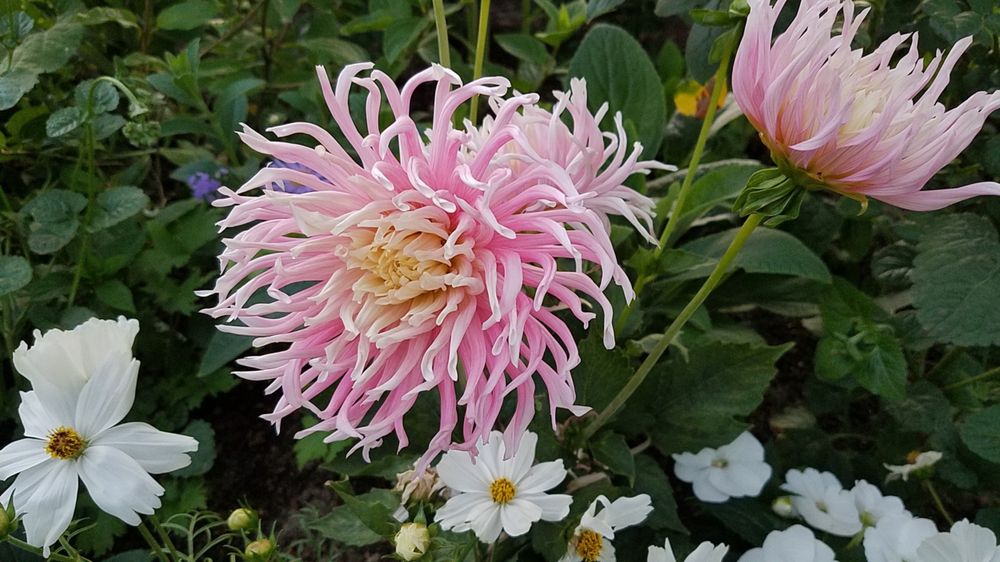 Pink stars-lady dahlia among foliage
