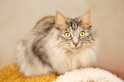 Beautiful grey cat looking at the camera