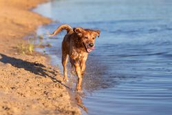 Golden Retriever at the beach