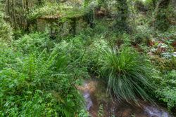 Fantastic forest in the Galician mythological mountains, Spain