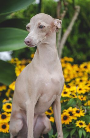 Obedient dog sitting on parapet by flowers