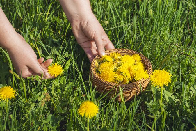 Woman hands picking dandelion flowers